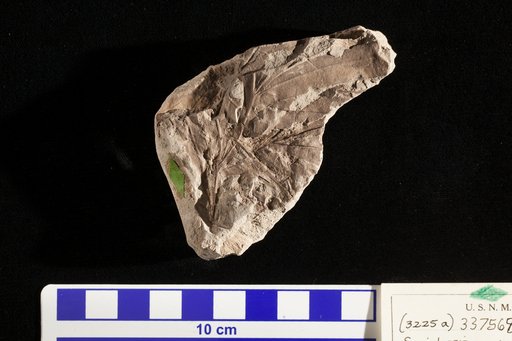 Sapindopsis variabilis Fontaine
