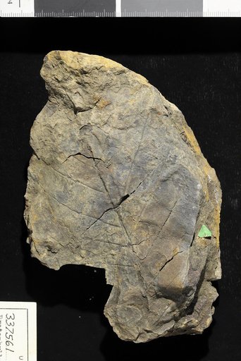 Protophyllum stenbergi Lesquereux