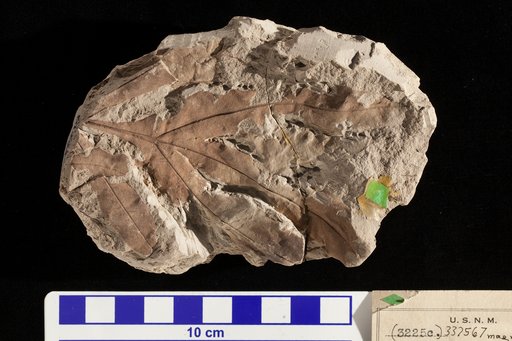 Sapindopsis magnifolia Fontaine
