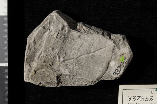 Araliopsoides cretacea (Newberry) Berry