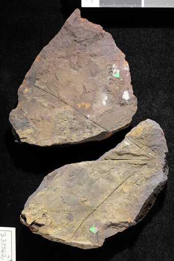 Aspidiophyllum trilobatum Lesquereux