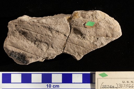 Sapindopsis magnifolia Fontaine