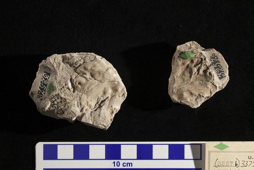 Sapindopsis brevifolia Fontaine