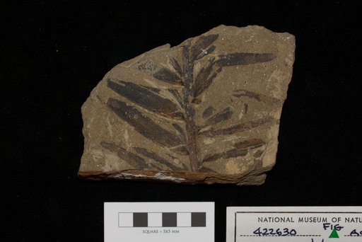Genus indet. sp indet. Mamay