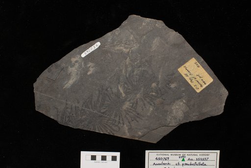 Annularia cf. pseudostellata Potonie