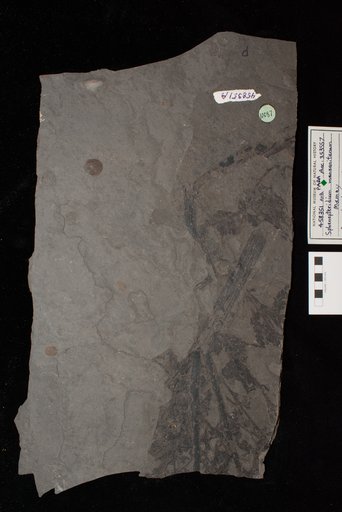 Sphenopteridium manzanitanum Mamay