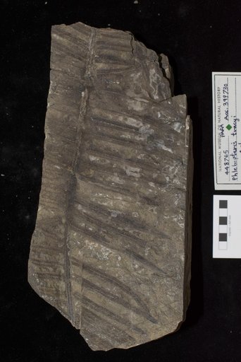 Phlebopteris tracyi Ash