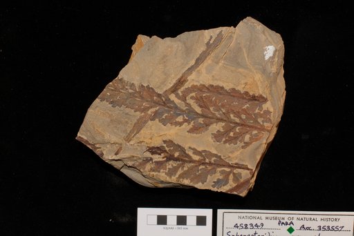 Sphenopteridium manzanitanum Mamay