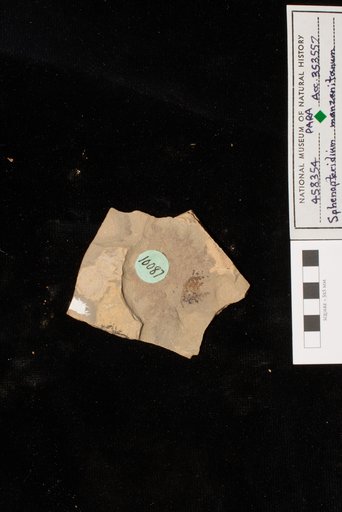 Sphenopteridium manzanitanum Mamay