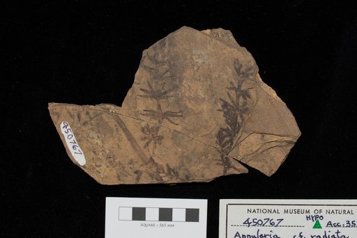 Annularia cf. radiata (Brongniart) Sternberg