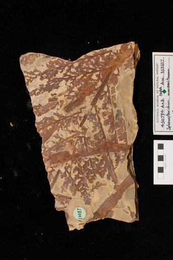Sphenopteridium manzanitanum Mamay