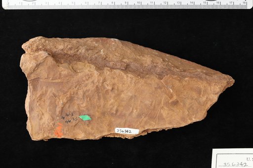 Ullmannia frumentaria (von Schlotheim) Goeppert