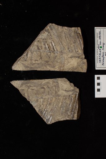 Phlebopteris tracyi Ash