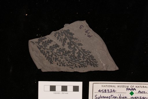 Sphenopteridium manzanitanum Mamay