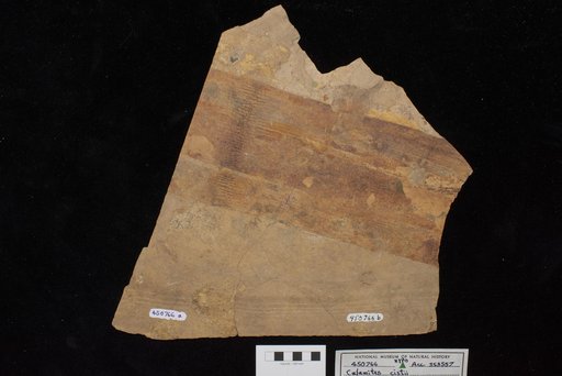 Calamites cf. dusenburyi Brongniart