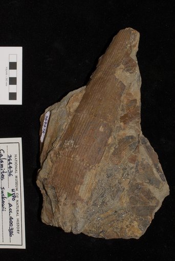 Calamites suckowii Brongniart