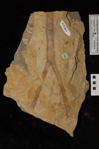 Sphenopteridium manzanitanum Mamay