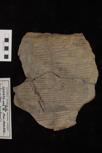 Calamites suckowii Brongniart