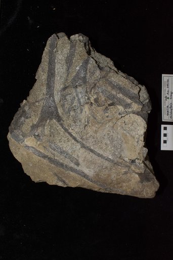Phlebopteris tracyi Ash