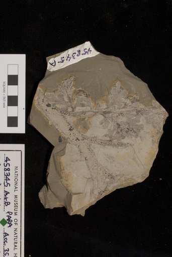Sphenopteridium manzanitanum Mamay