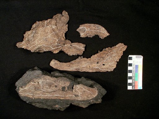 Erpetosuchus kansensis Moodie