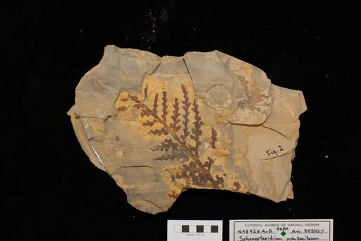 Sphenopteridium manzanitanum Mamay