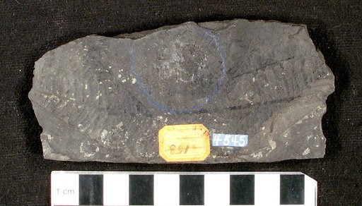 Erpetosaurus minutus Moodie