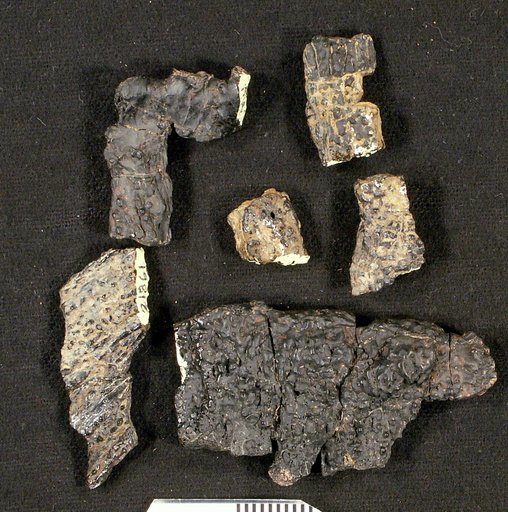 Astreptorhachis ohioensis Vaughan