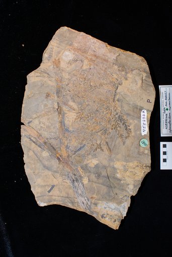 Sphenopteridium manzanitanum Mamay