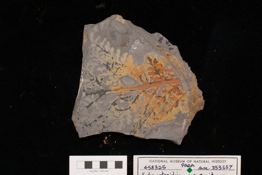 Sphenopteridium manzanitanum Mamay