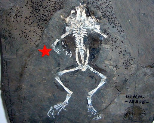 Miopelodytes gilmorei Taylor