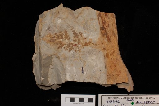 Sphenopteridium manzanitanum Mamay