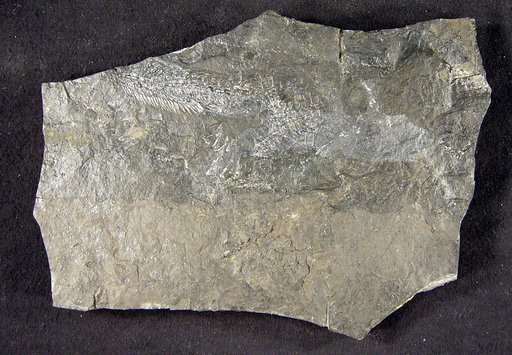Ctenerpeton alveolatum Cope