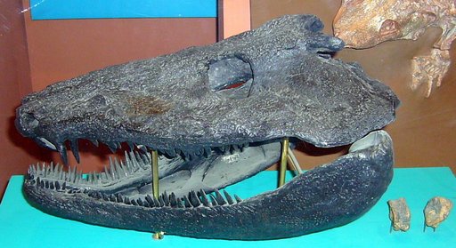 Neopteroplax conemaughensis Romer