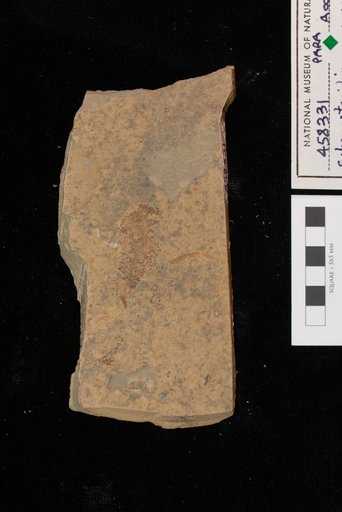 Sphenopteridium manzanitanum Mamay