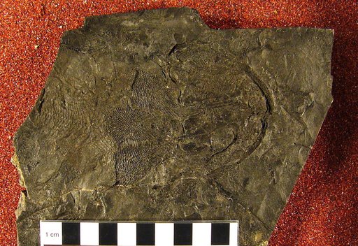 Sauropleura latithorax Cope