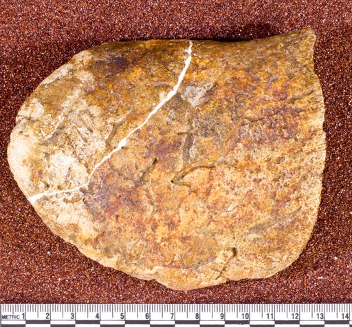 Ankylosaurus sp