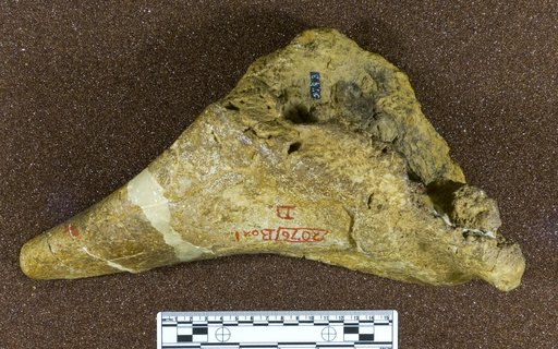 Genus sp