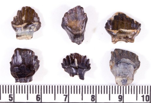 Edmontonia sp
