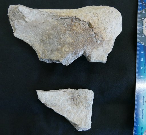Eocetus wardii Uhen, 1999