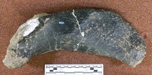 Panoplosaurus sp