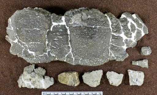 Dyoplosaurus acutosquameus Parks, 1924