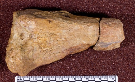 Texasetes pleurohalio Coombs, 1995