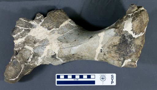 Euoplocephalus sp