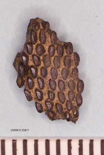 Habrosaurus dilatus Gilmore, 1928