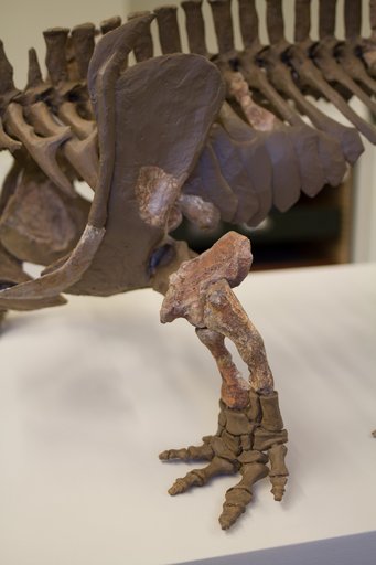 Eryops sp