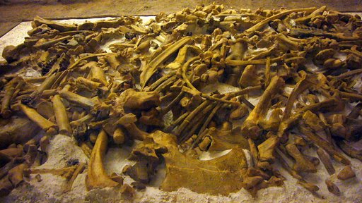 Menoceras arikarense (Barbour, 1906)