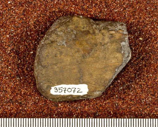 Astrodon sp