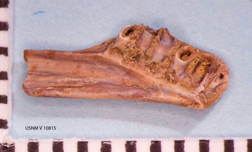Habrosaurus dilatus Gilmore, 1928