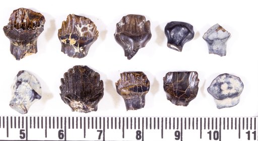 Palaeoscincus costatus Leidy, 1856